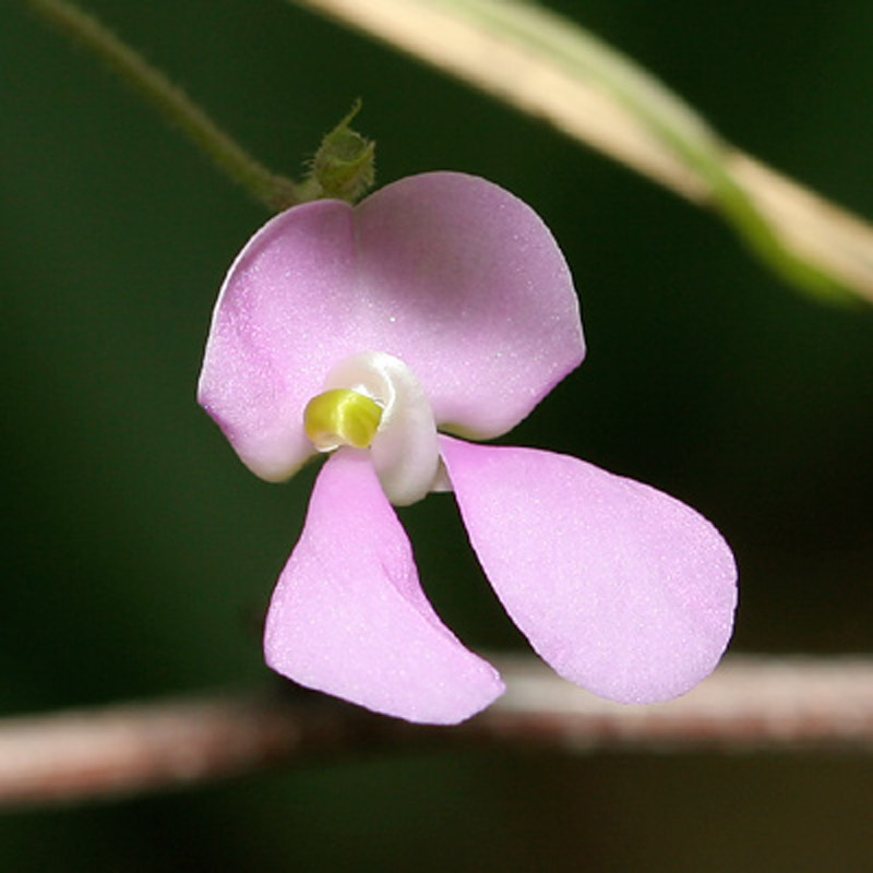 Tepary Flower